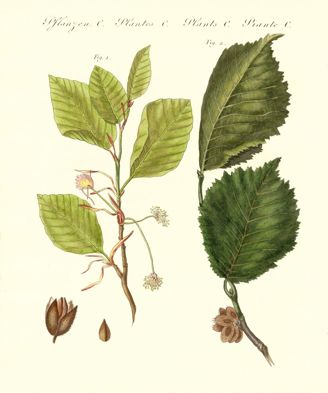 Arbres forestiers allemands - German School