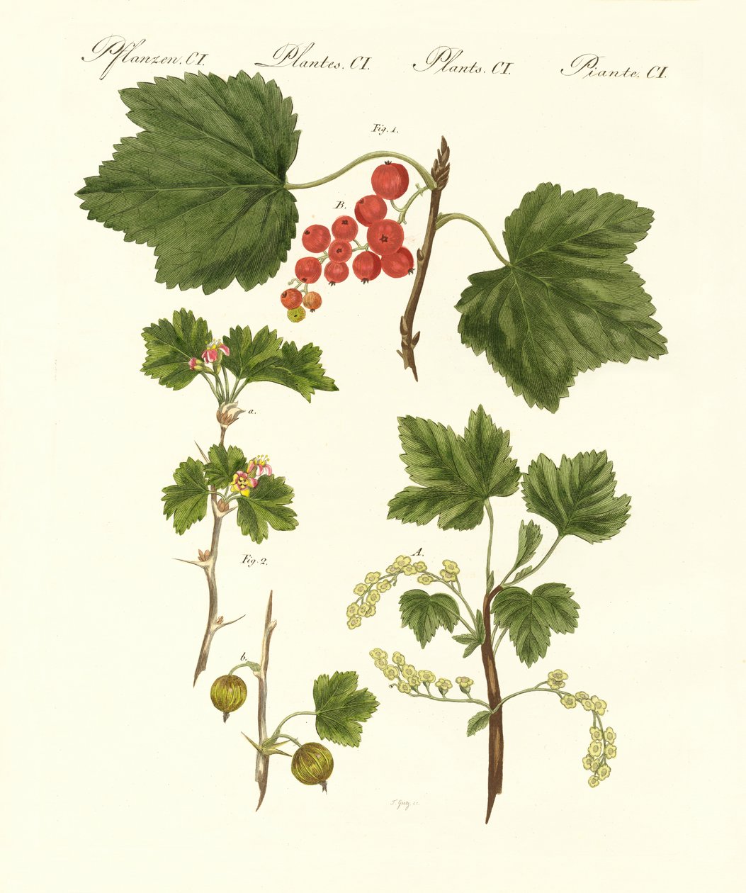 Fruits allemands - German School