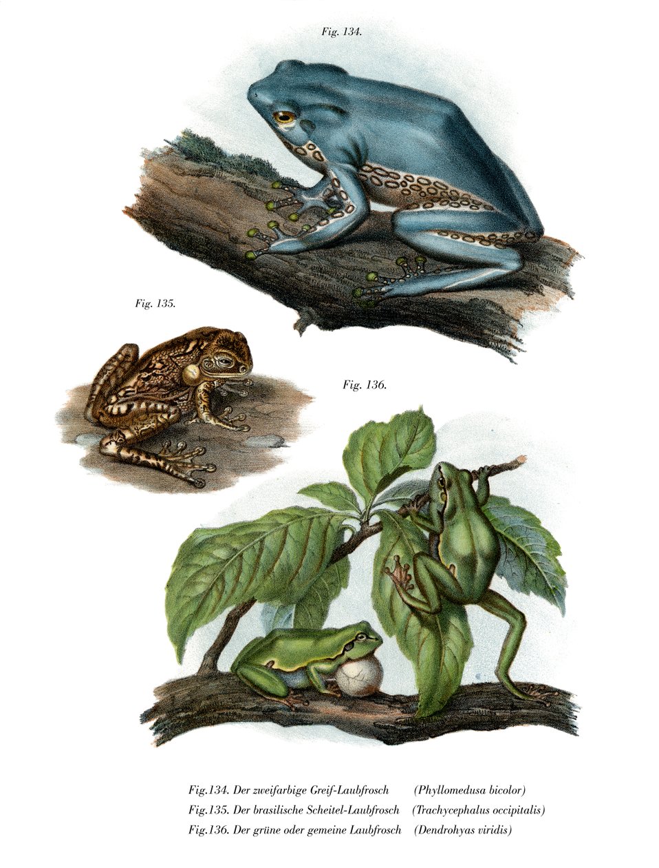Grenouille feuille géante - German School