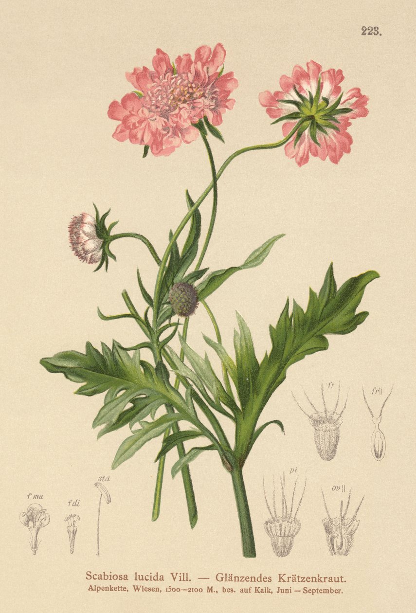 Scabieuse luisante (Scabiosa lucida) - German School