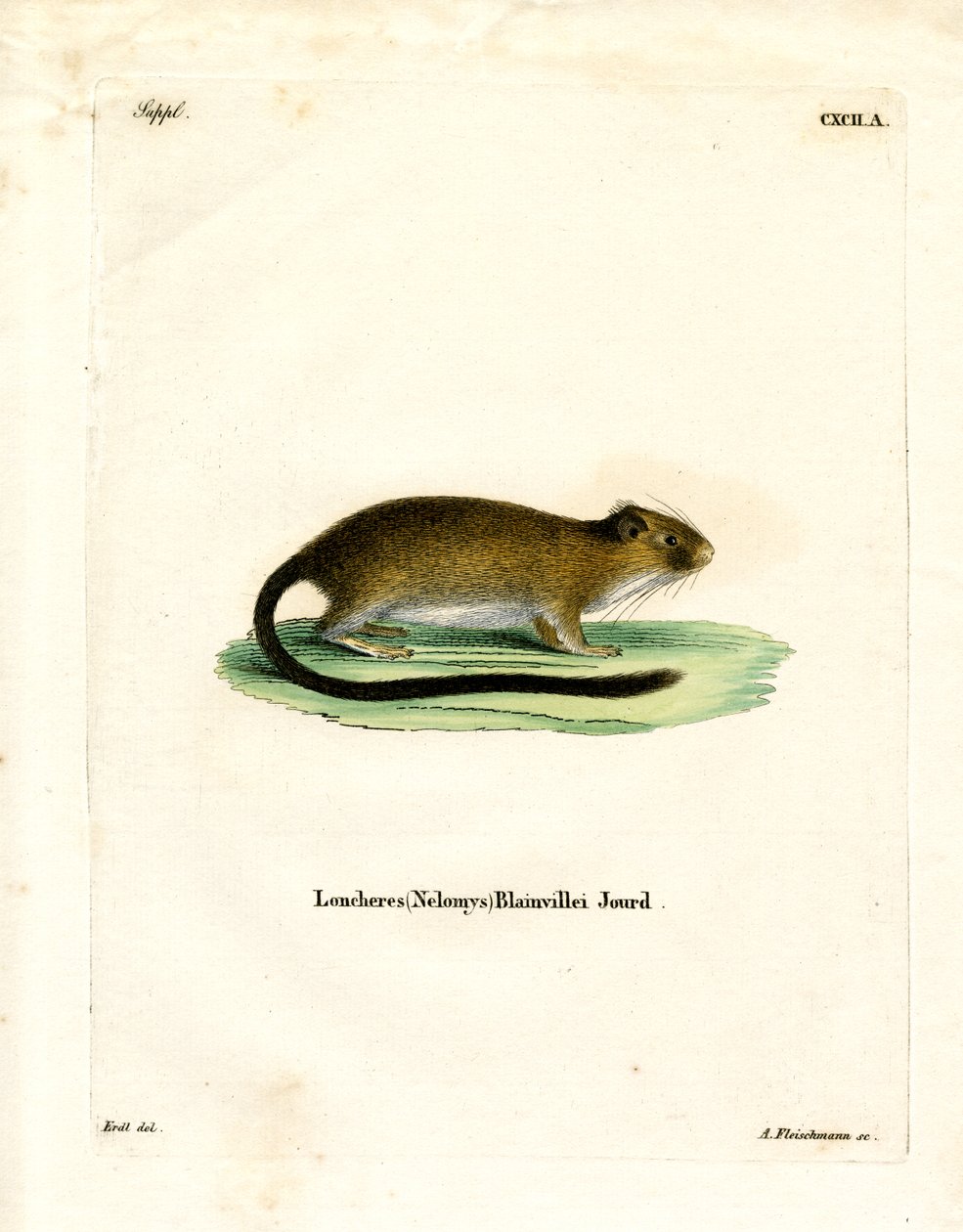 Rat doré de l