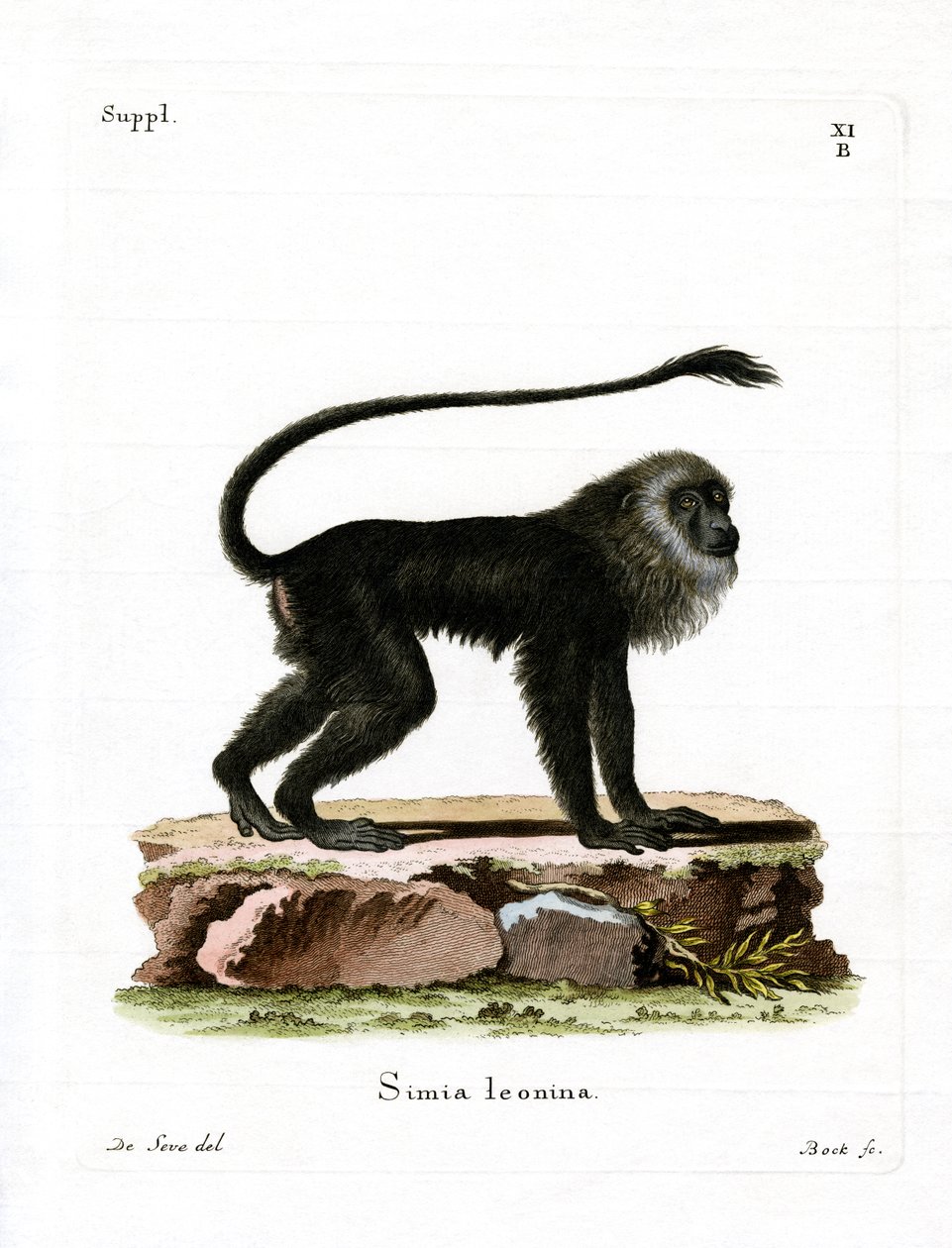 Tamarin lion doré - German School