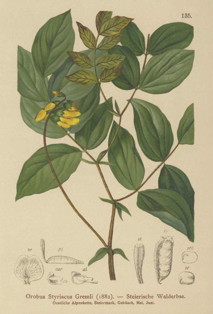 Vesce dorée (Orobus styriacus) - German School