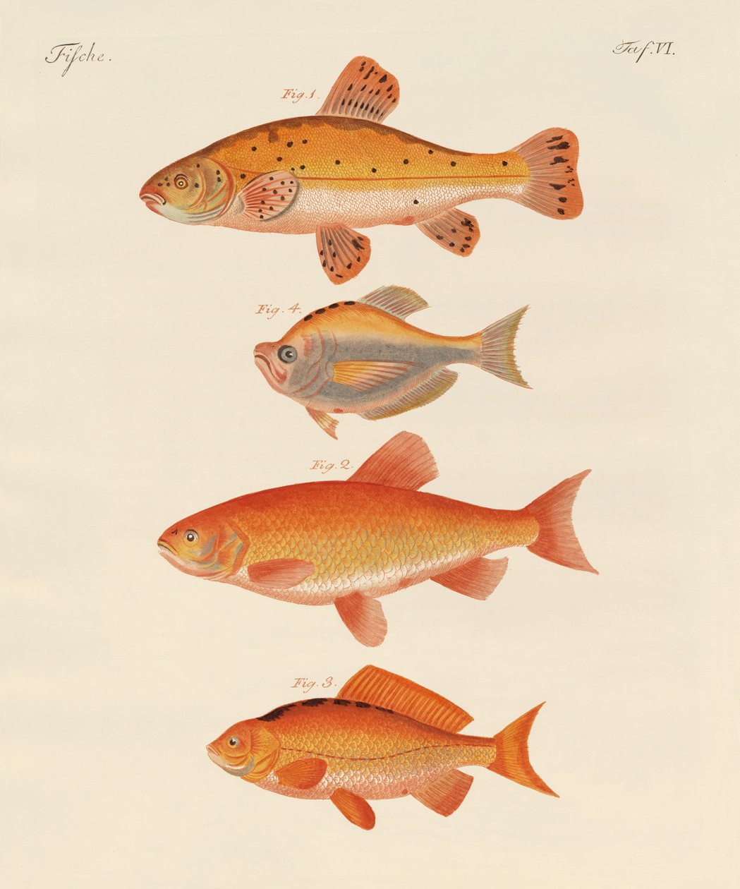 Poisson rouge - German School
