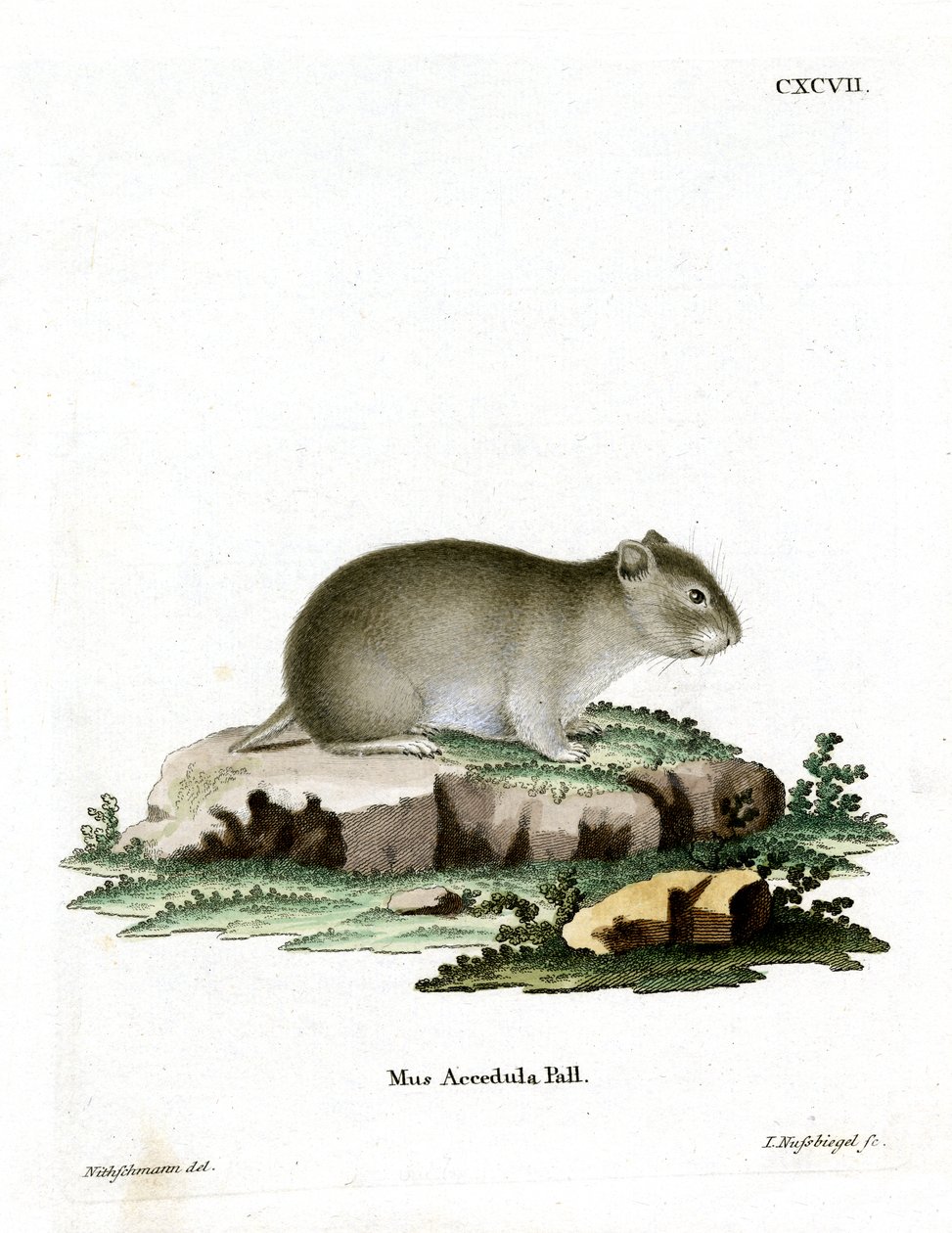 Hamster nain gris - German School