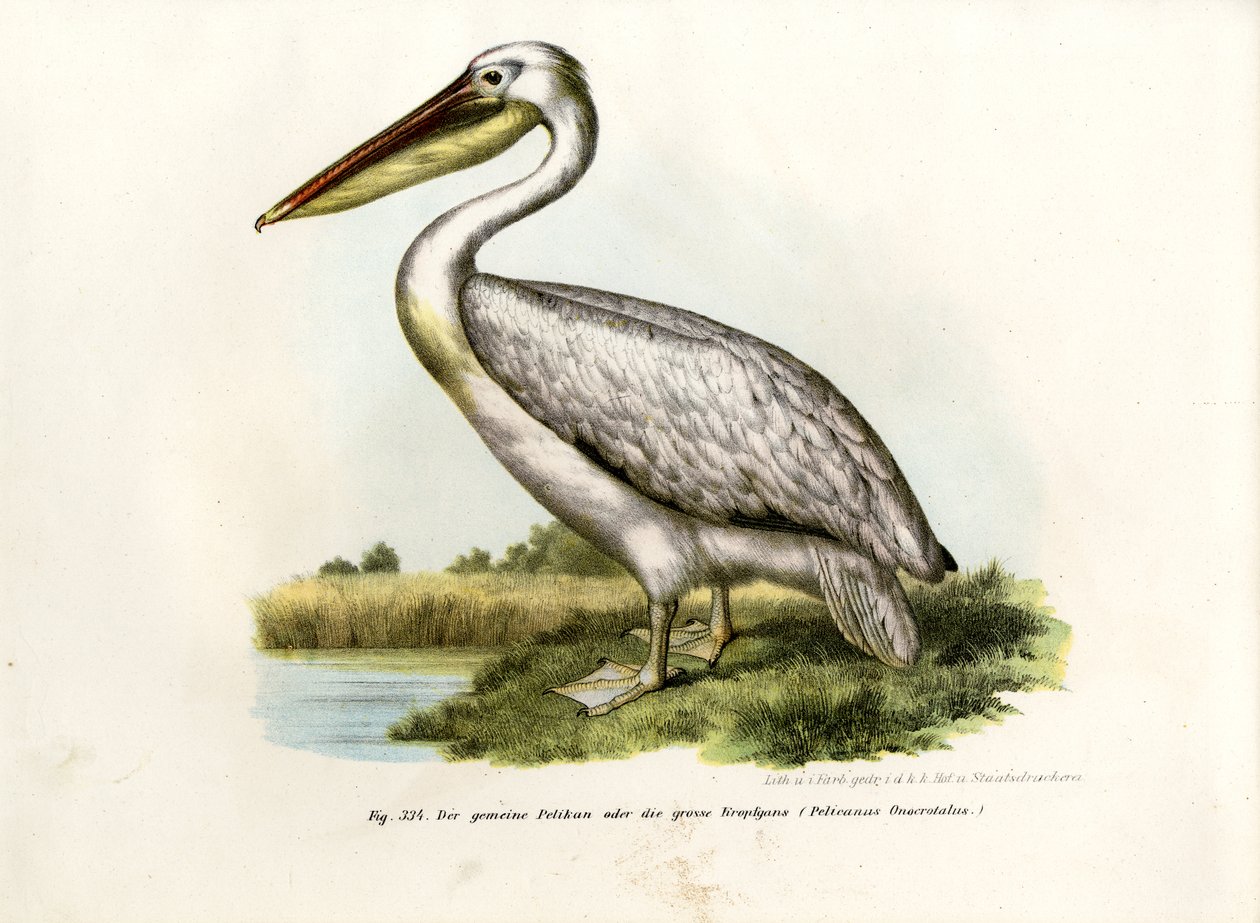 Grand pélican blanc, 1864 - German School