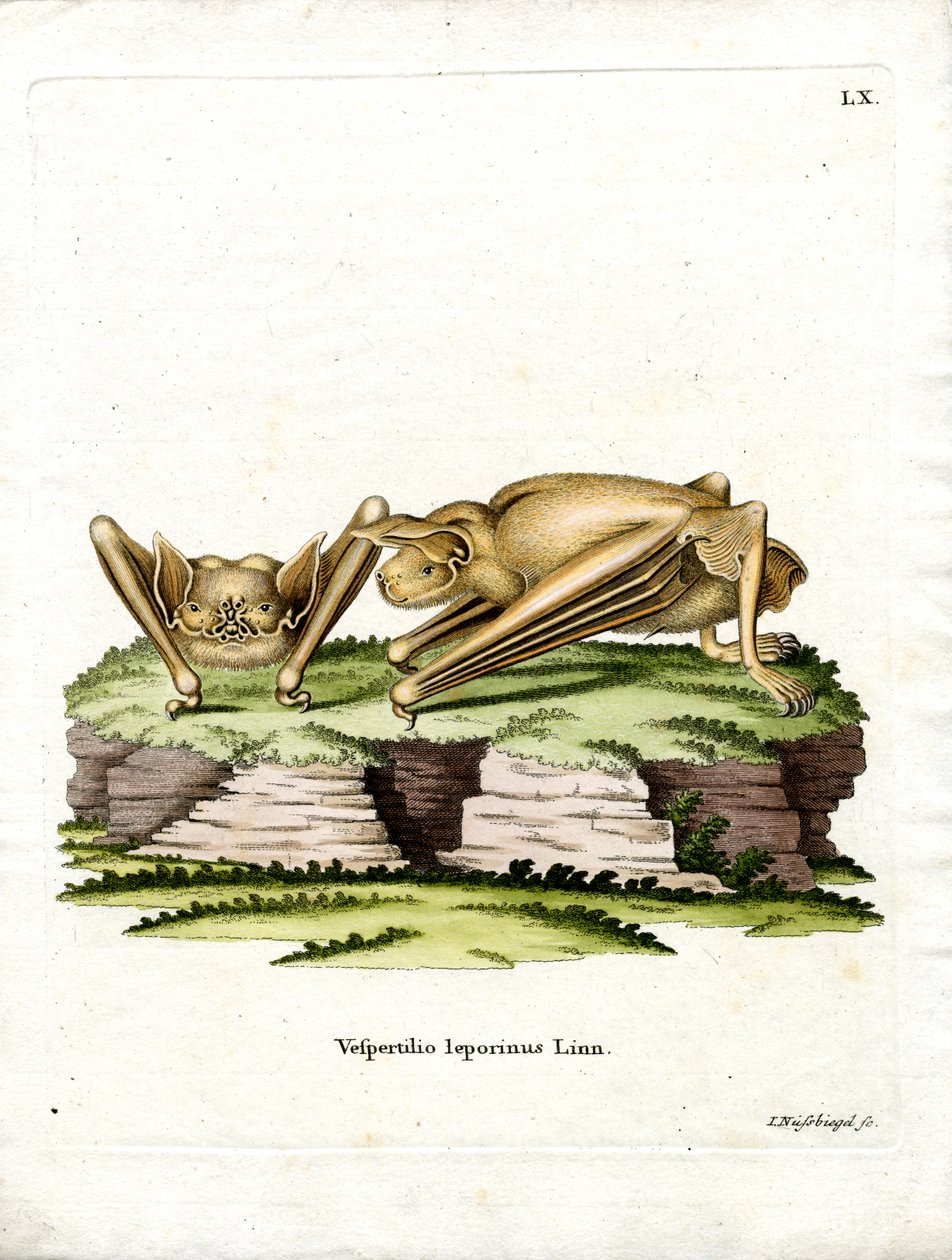 Grande chauve-souris bulldog - German School