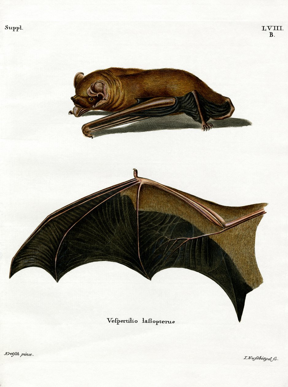 Noctule grand - German School