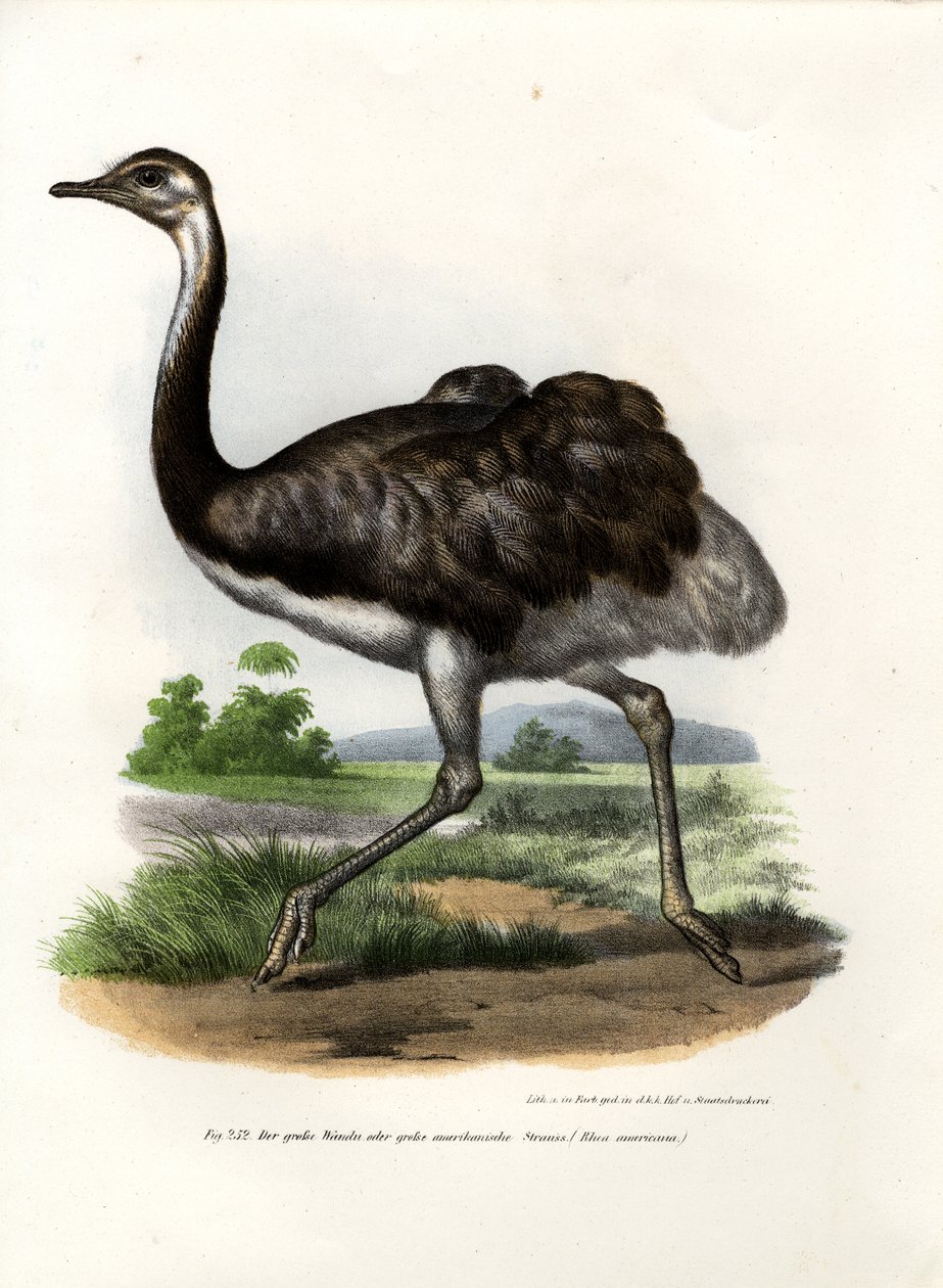 Émeu, 1864 - German School