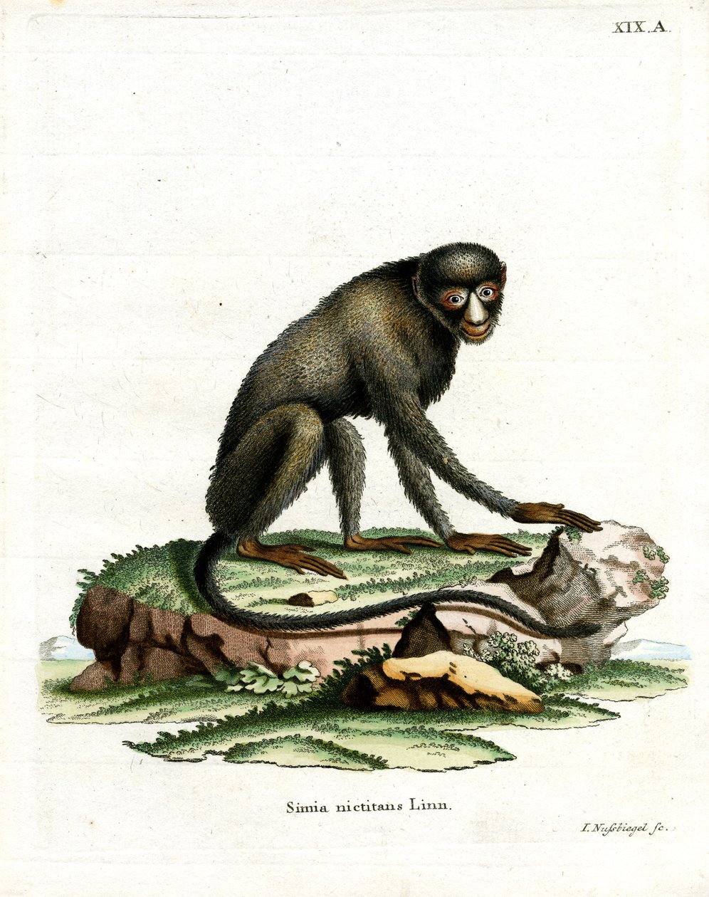 Singe à nez tacheté - German School