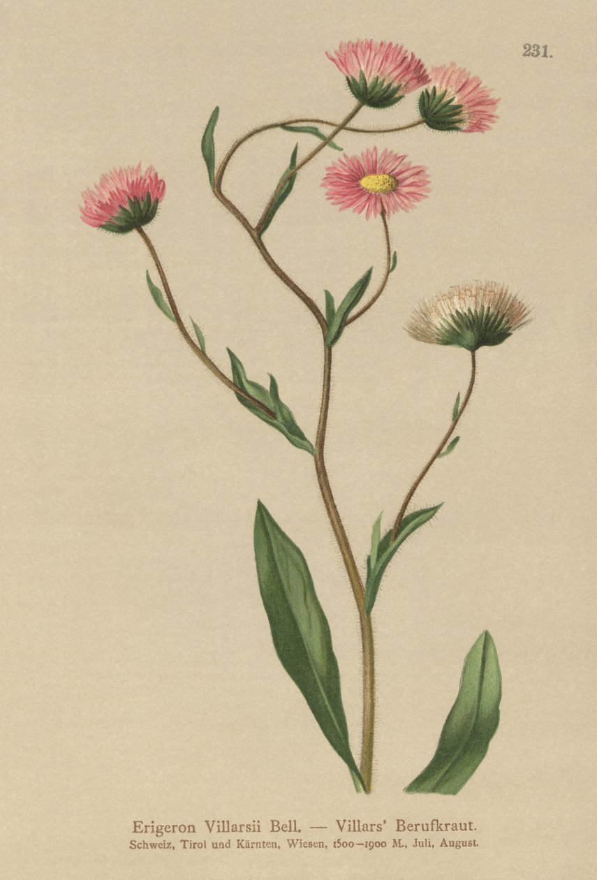 Vergerette grecque (Erigeron villarsii, Erigeron atticus) - German School