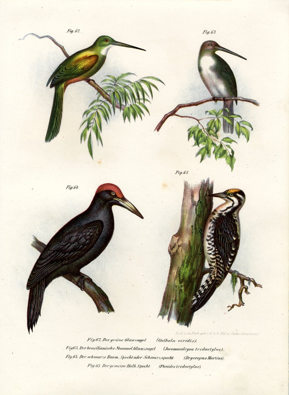 Jacamar à queue verte, 1864 - German School
