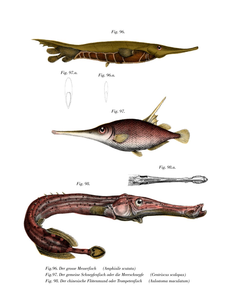 Poisson-rasoir rainuré - German School