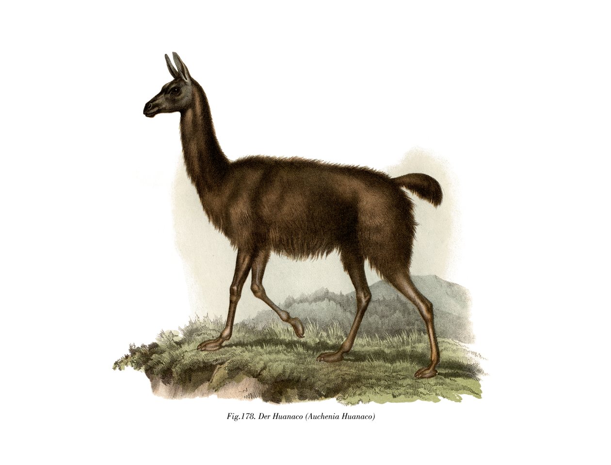 Guanaco, 1860 - German School