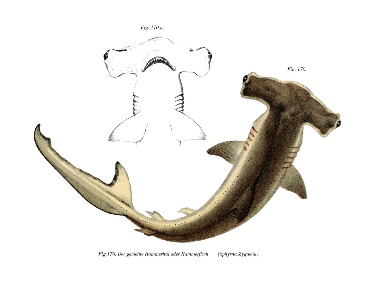 Requin marteau - German School