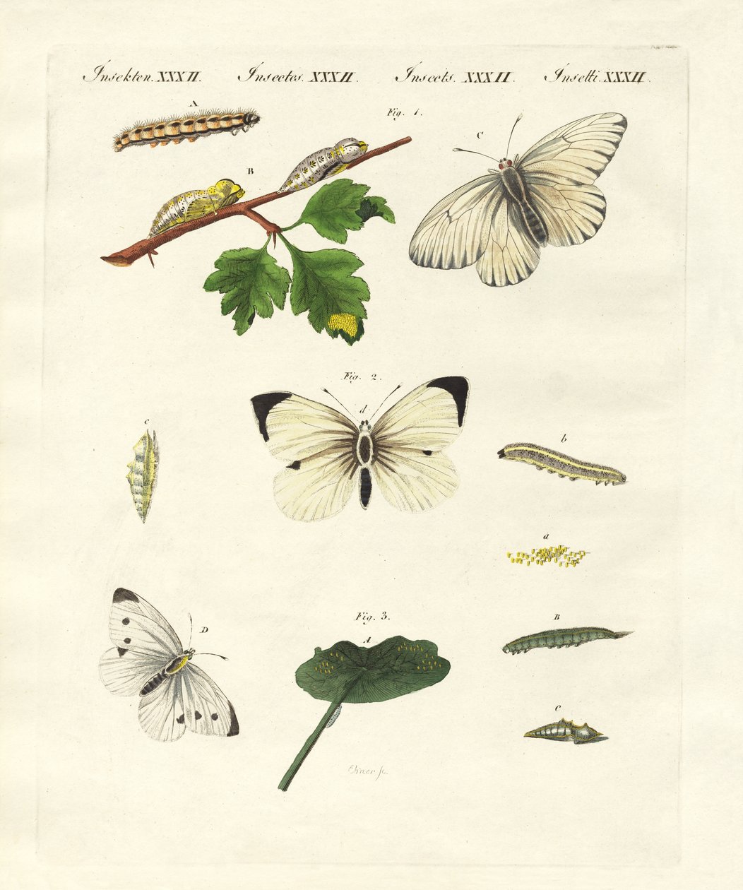 Papillons nuisibles - German School