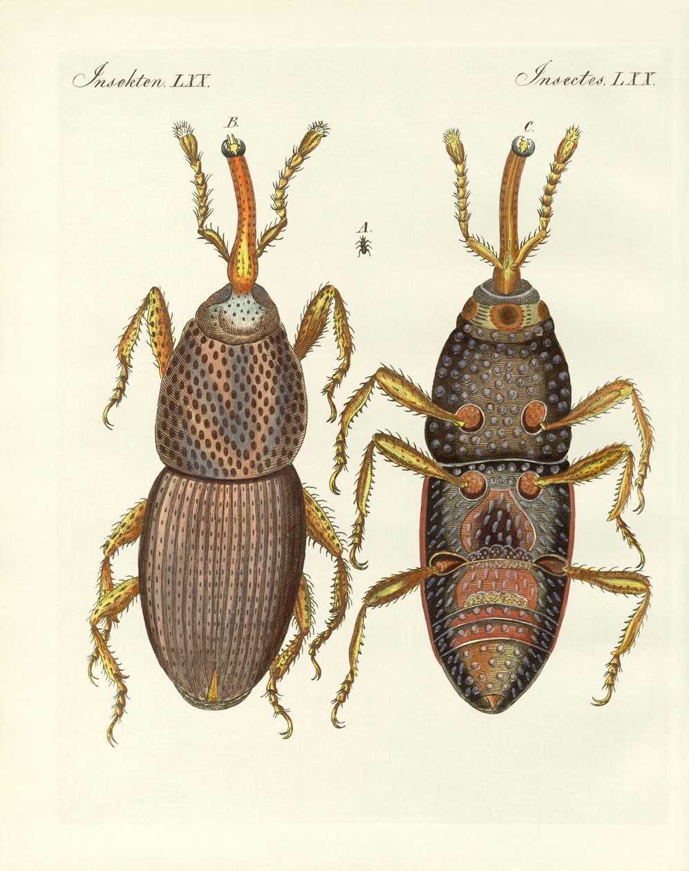 Insectes nuisibles - German School