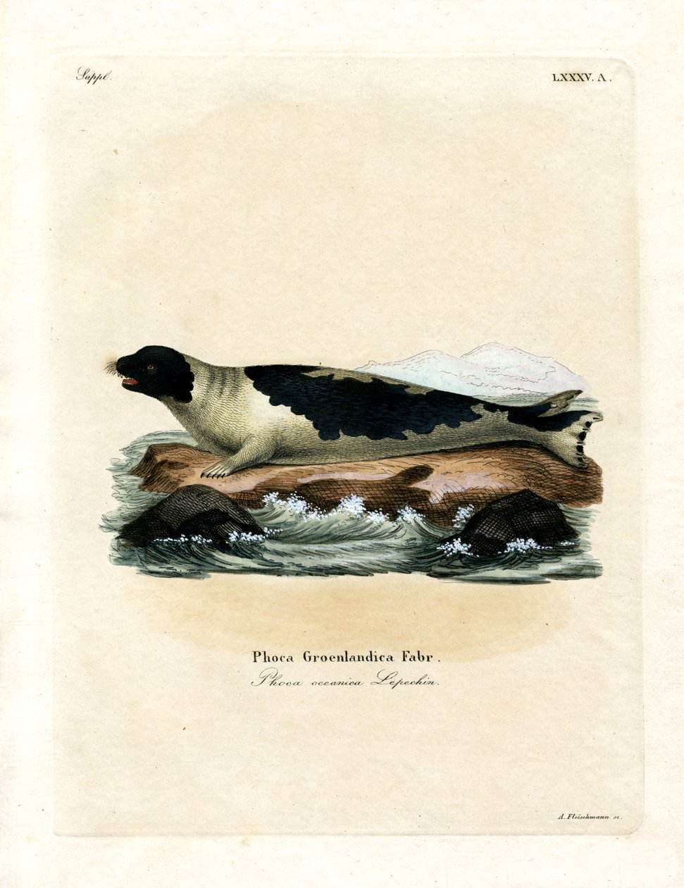 Phoque du Groenland - German School