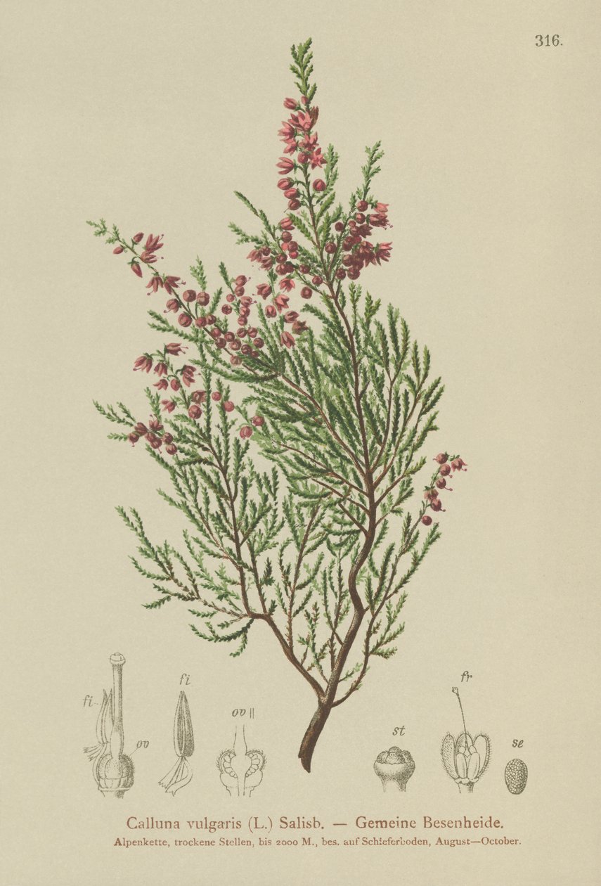 Bruyère (Calluna vulgaris) - German School