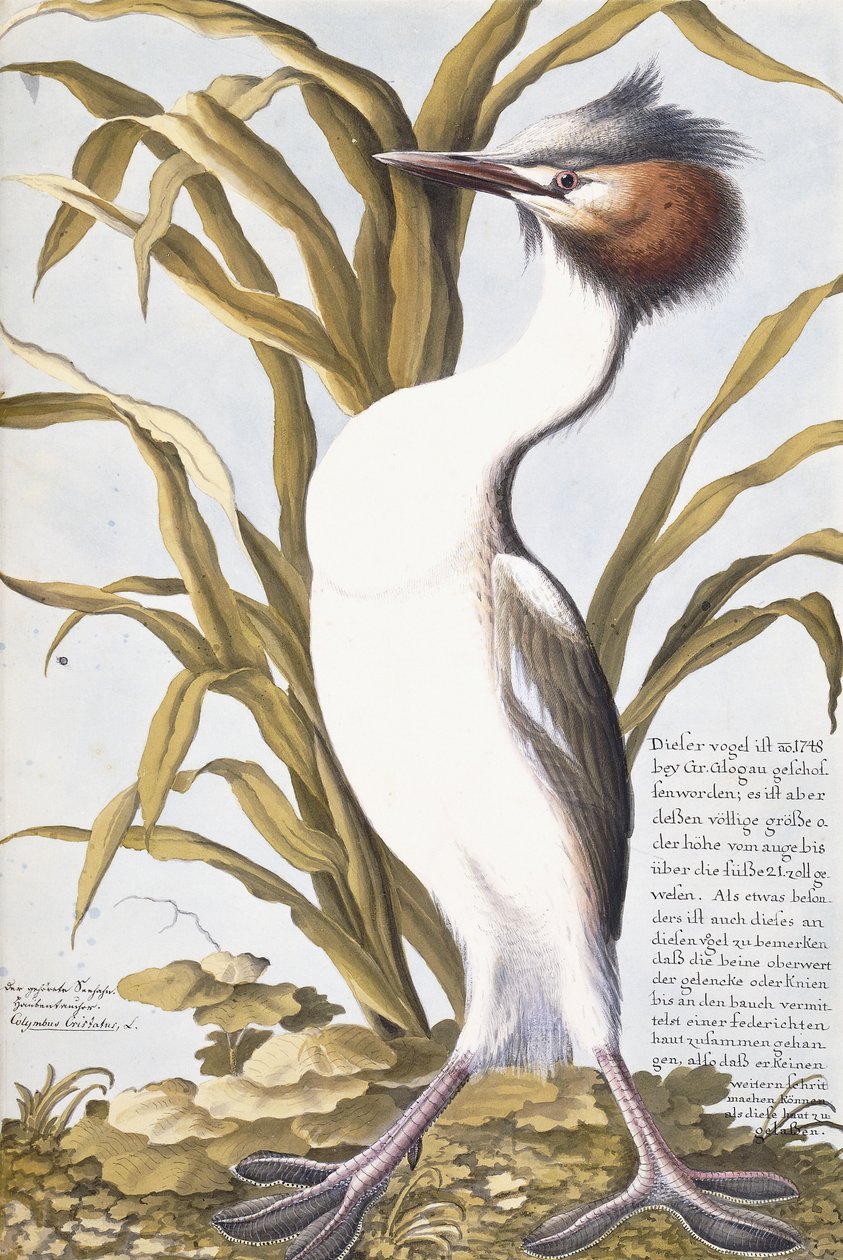 Héron, 1750-1800 - German School