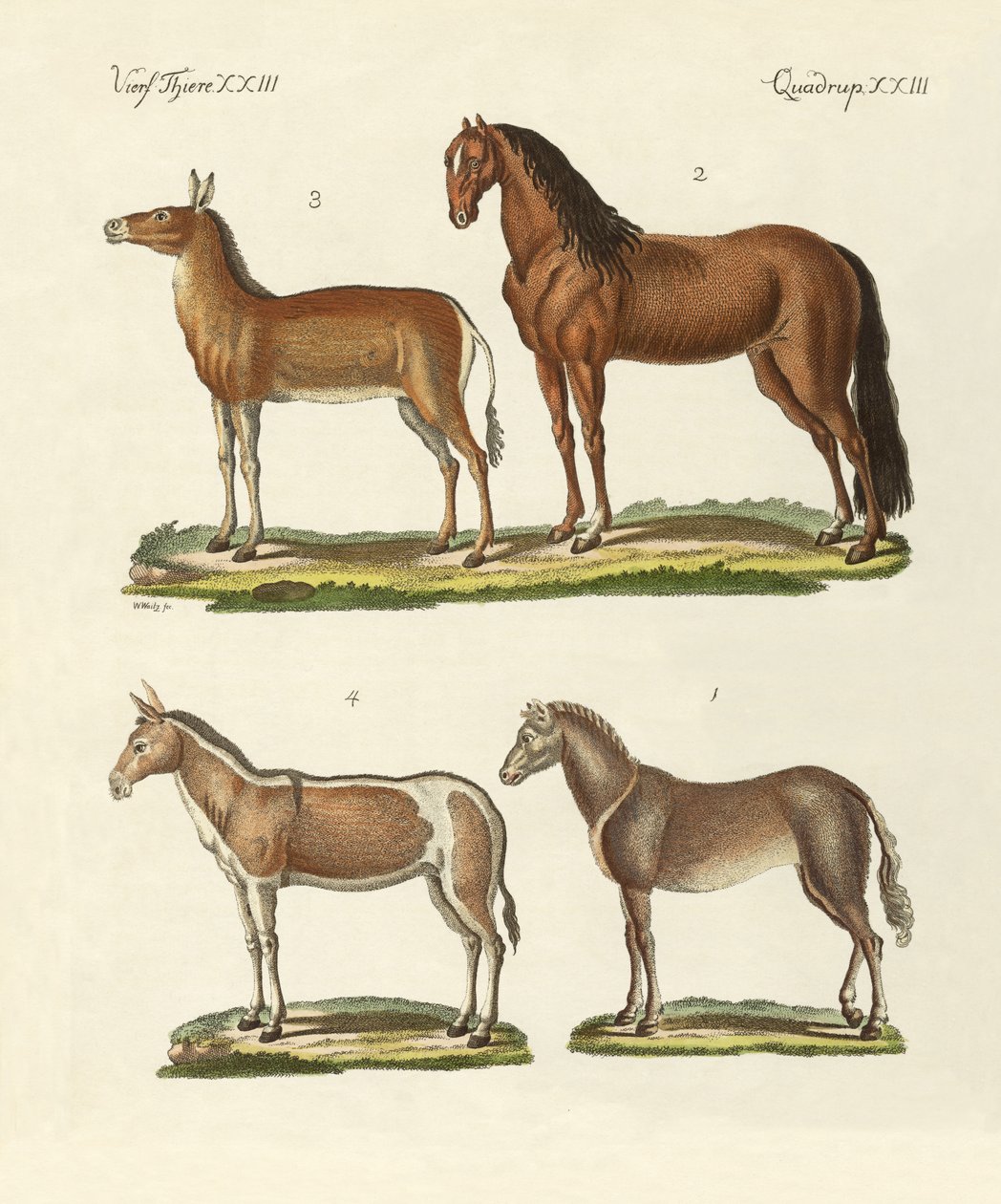 Chevaux et ânes - German School