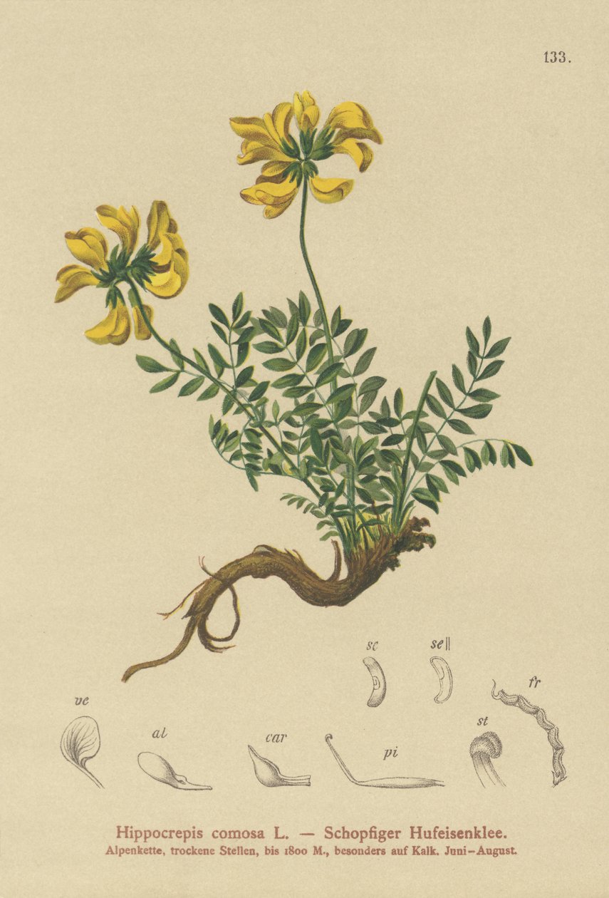 Hippocrépide en ombelle (Hippocrepis comosa) - German School