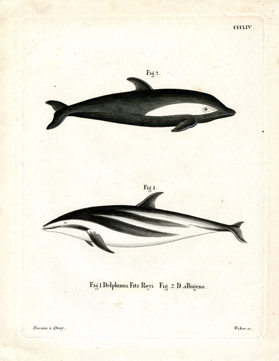 Dauphin à Sabliers - German School