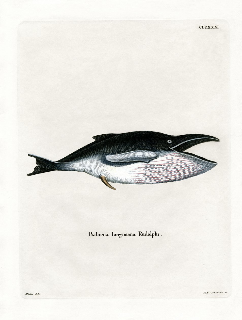 Baleine à Bosse - German School