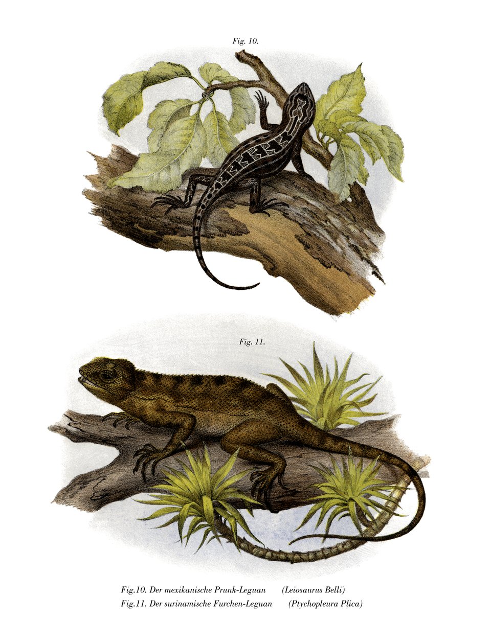 Iguane - German School