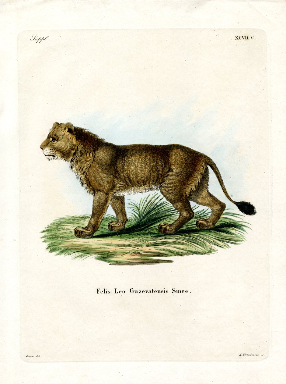 Lion indien - German School