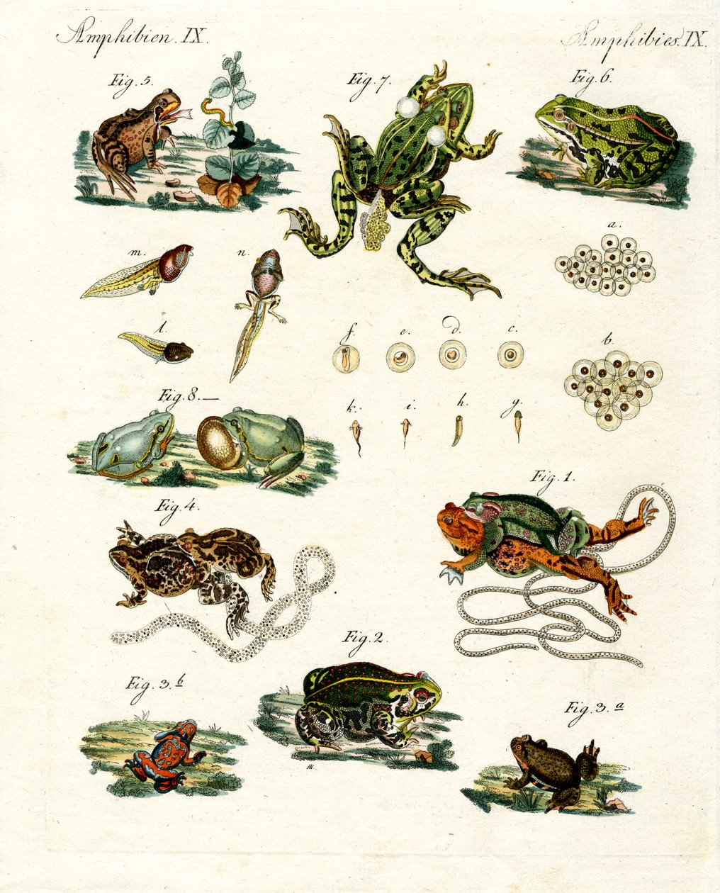 Grenouilles et crapauds indigènes - German School