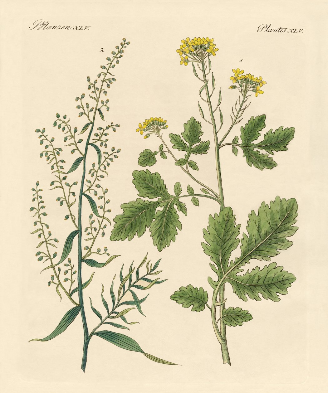 Plantes épicées indigènes - German School