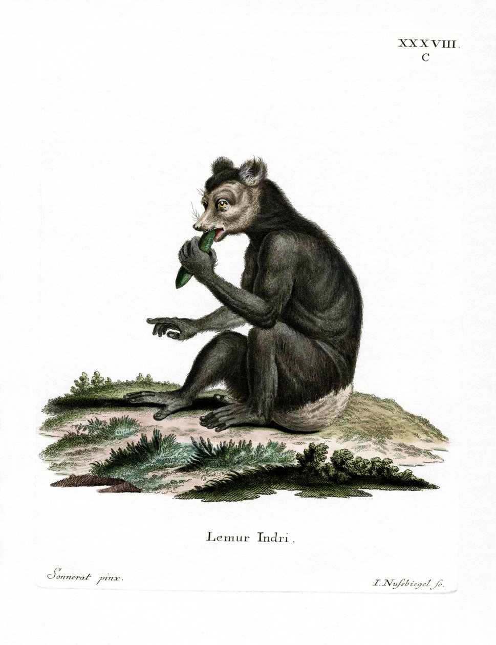 Indri - German School