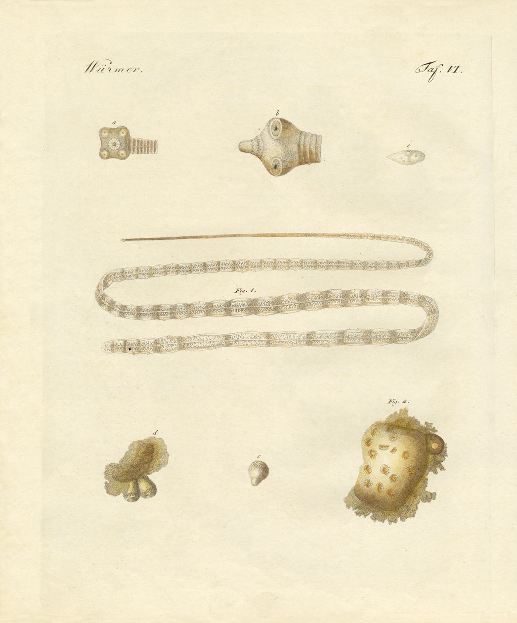 Vers intestinaux (gravure en couleur) - German School