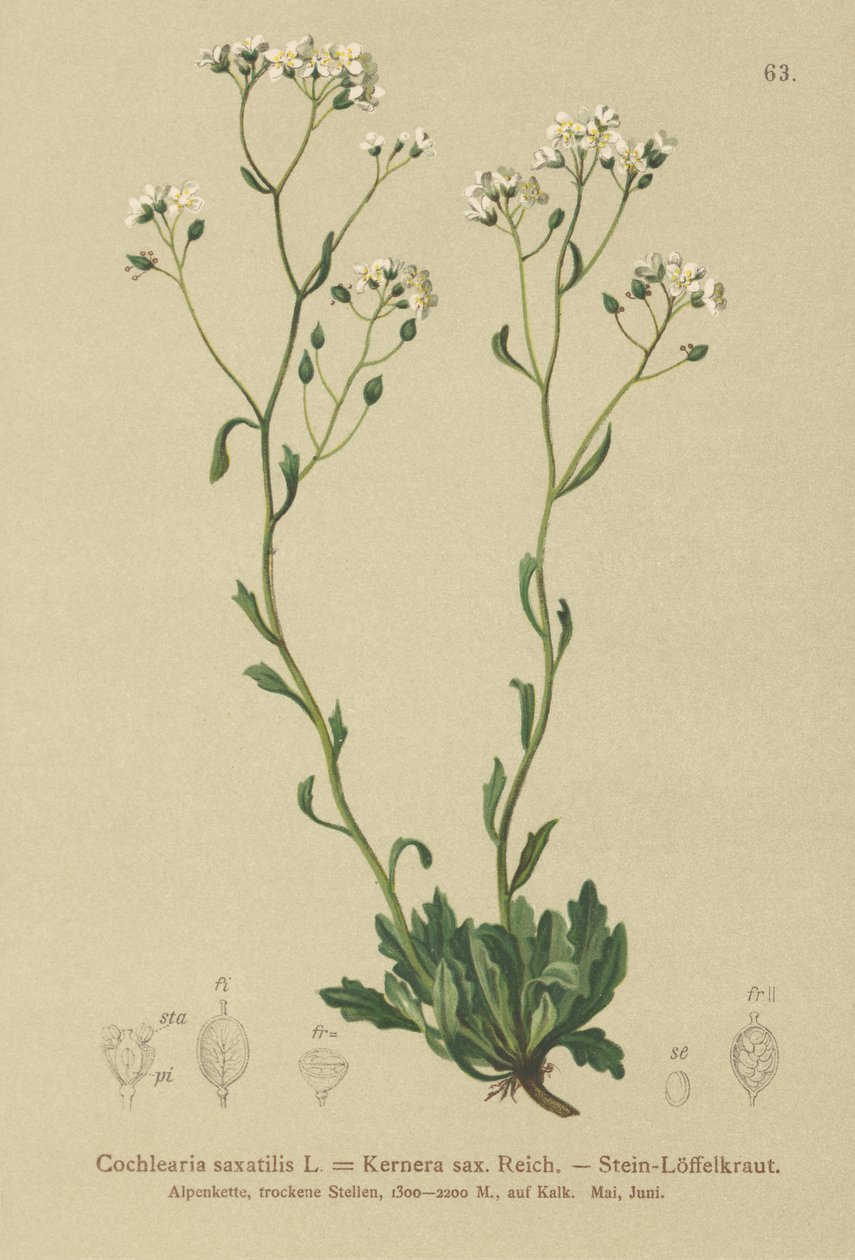 Kernera (Kernera saxatilis, Cochlearia saxatilis) - German School