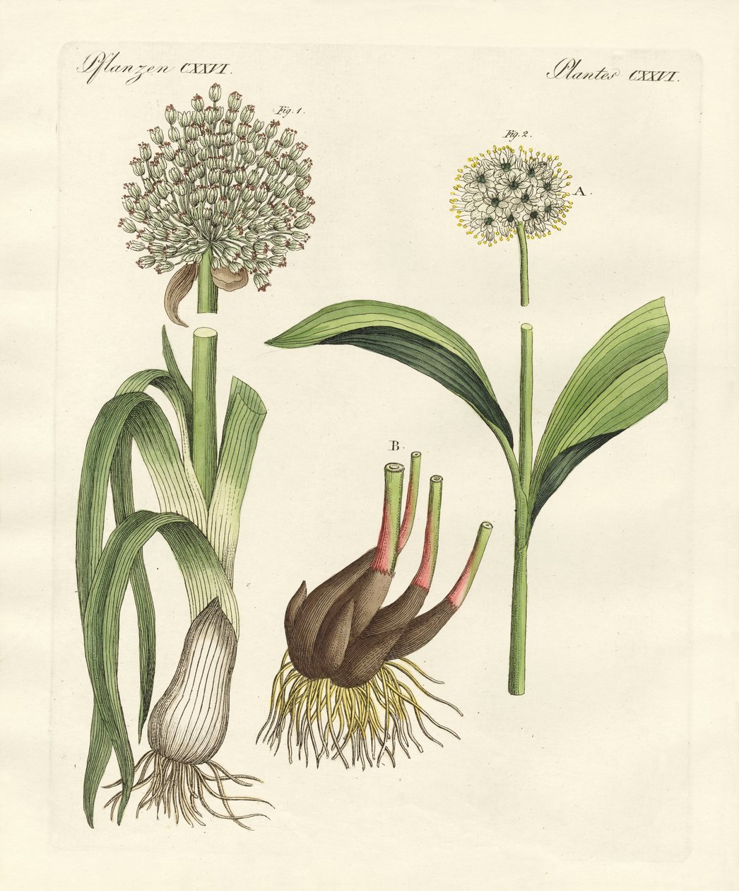 Types de poireaux - German School