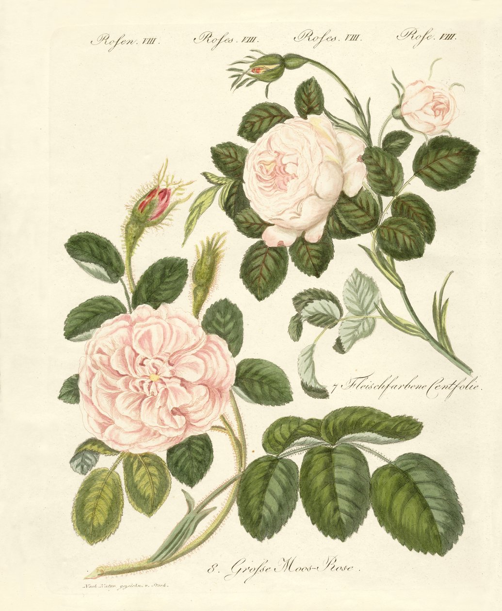 Différentes sortes de roses - German School