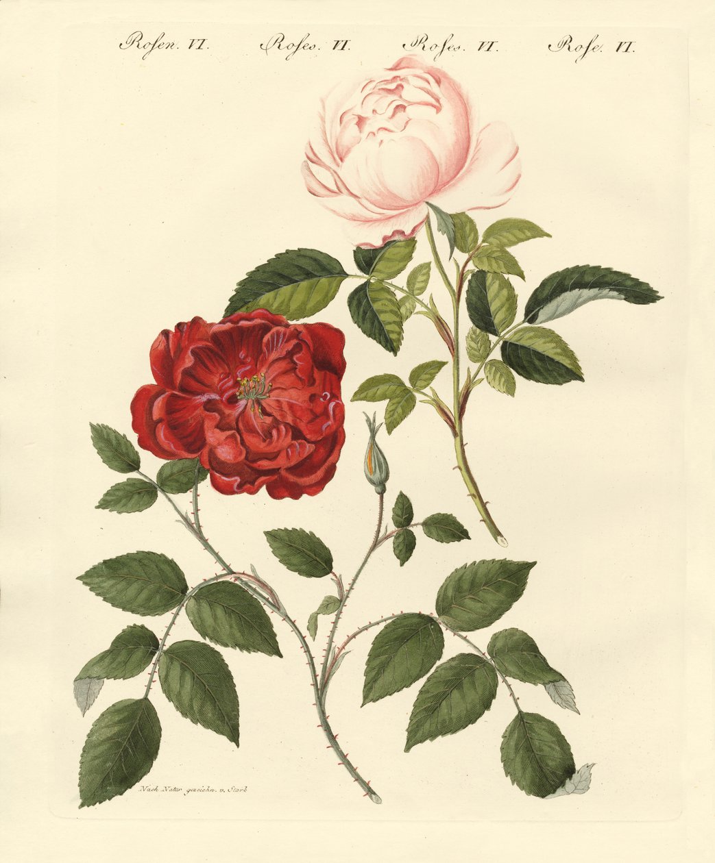 Types de roses - German School