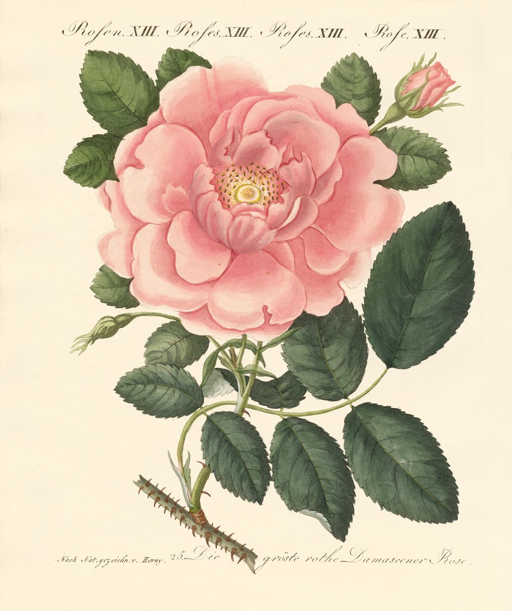 Types de roses - German School
