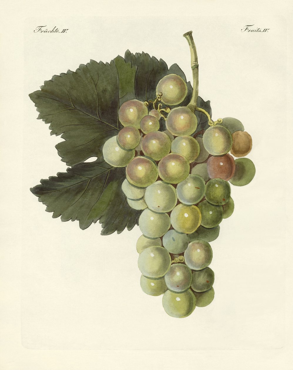 Types de vignes - German School
