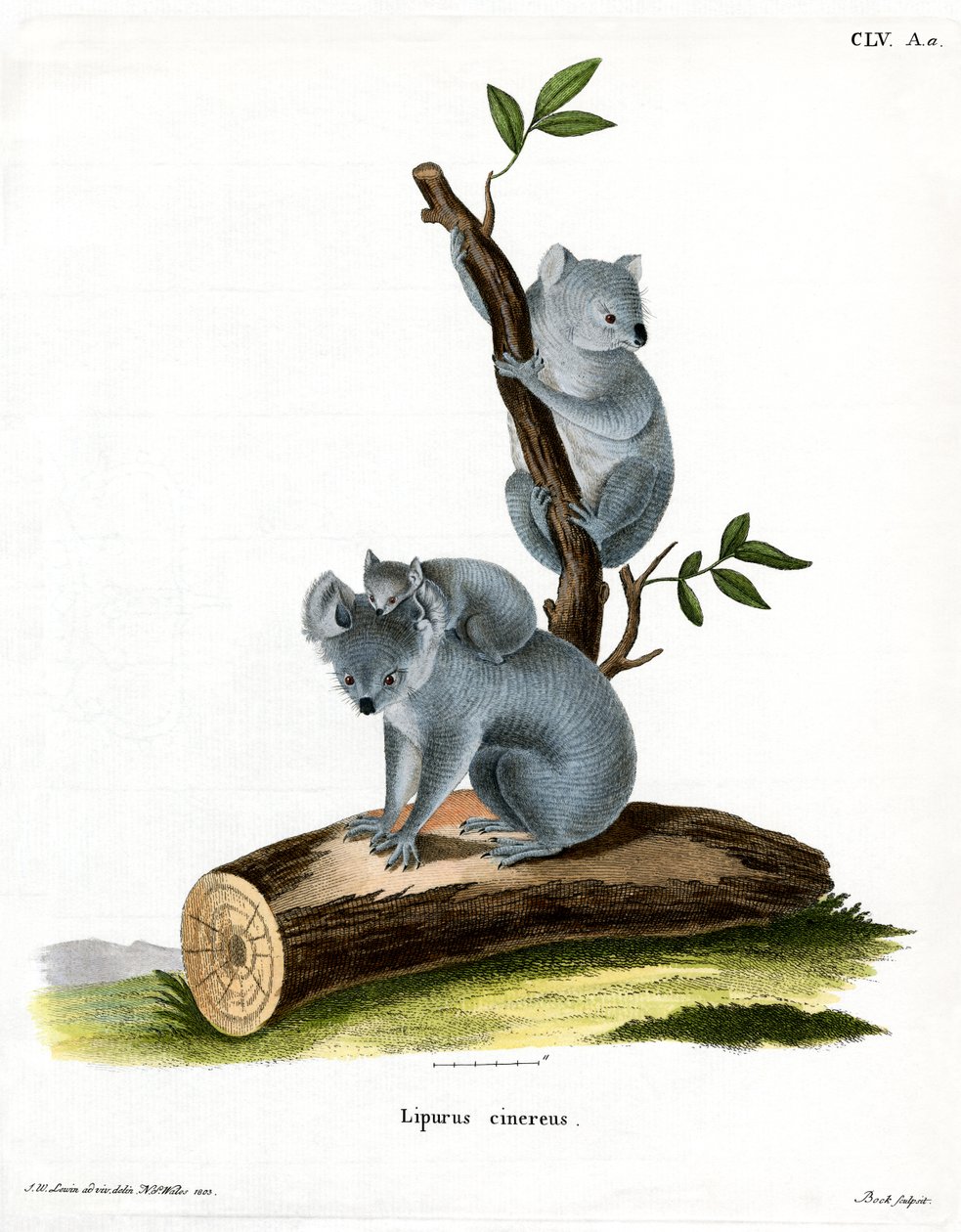 Koala - German School