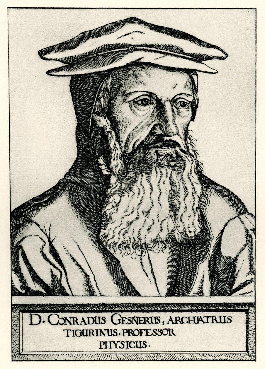 Conrad Gessner - German School