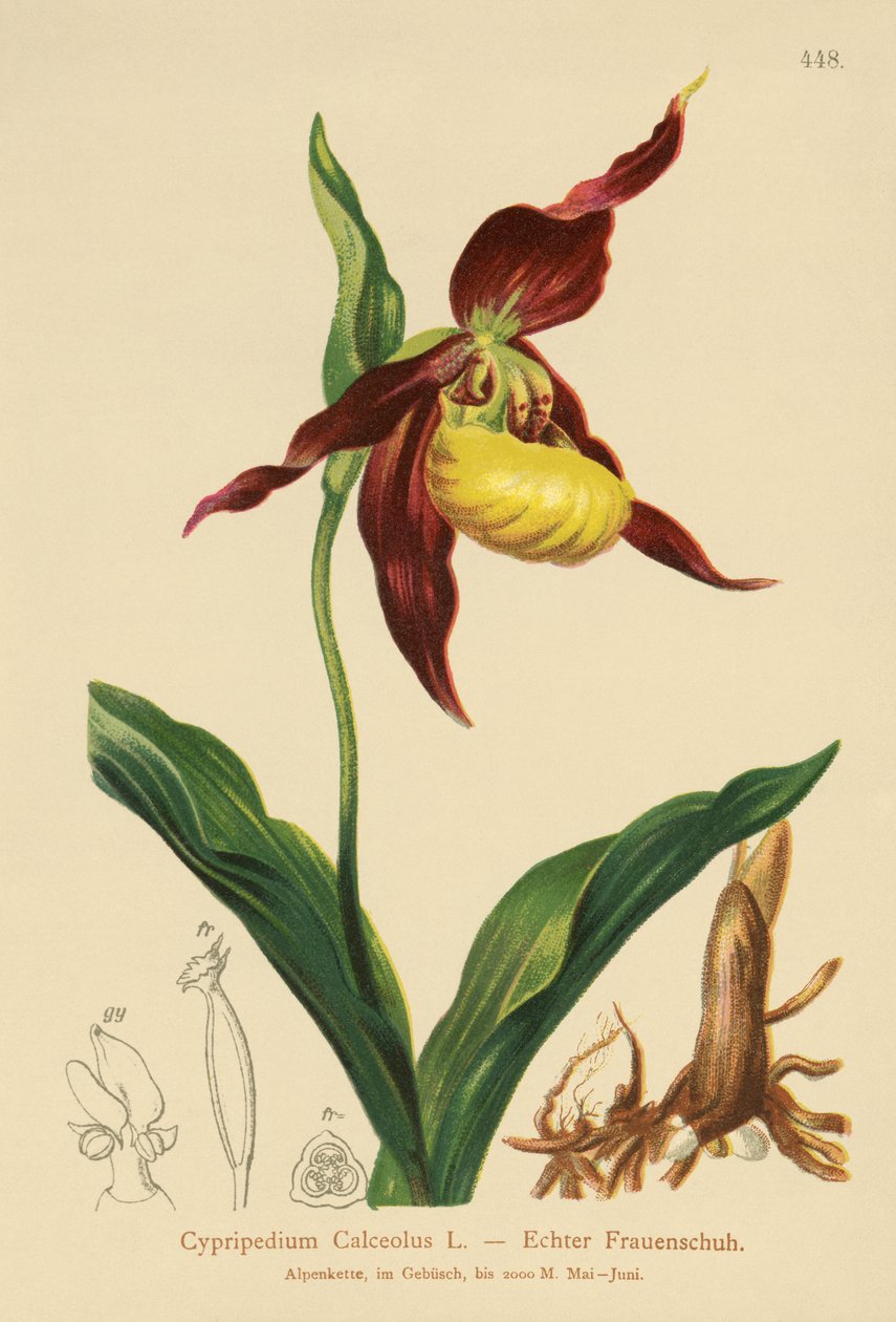 Sabot de Vénus (Cypripedium Calceolus) - German School