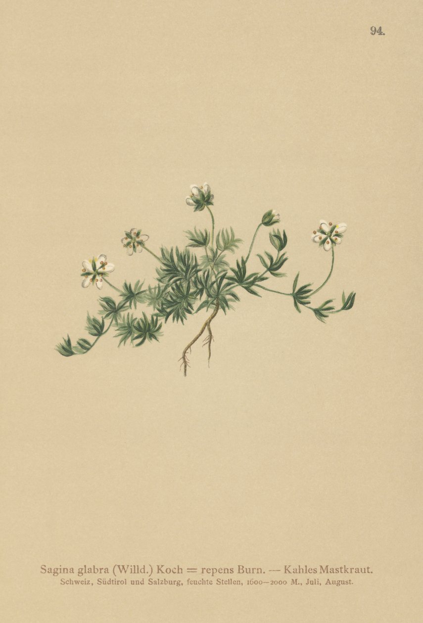 Sagine glabre (Sagina glabra, Sagina repens) - German School