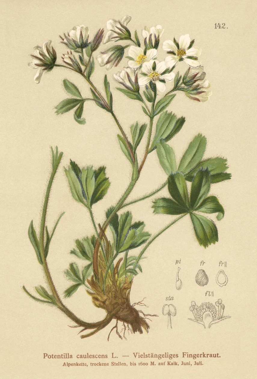 Potentille lâche (Potentilla caulescens) - German School