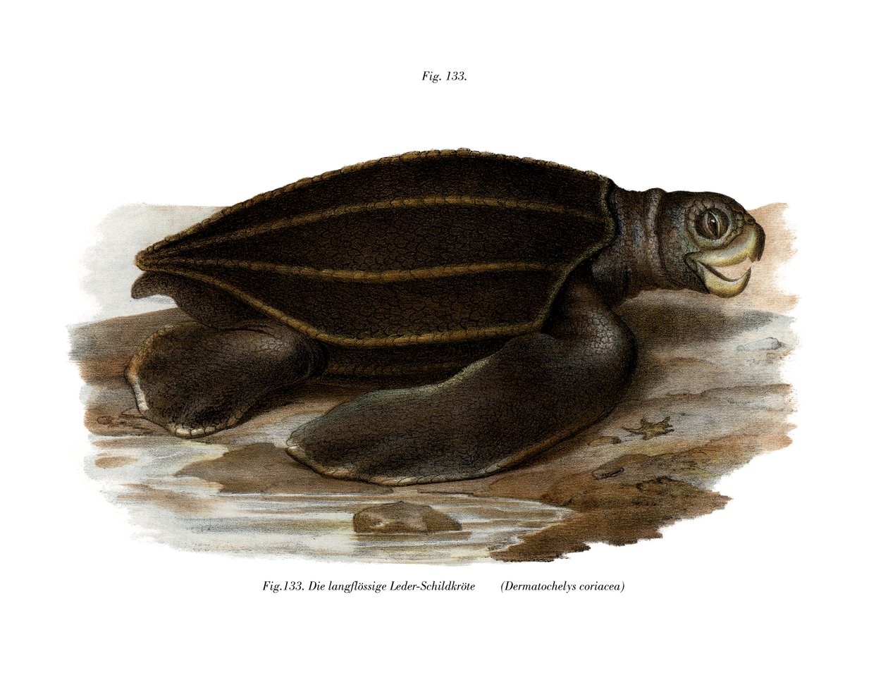 Tortue luth - German School