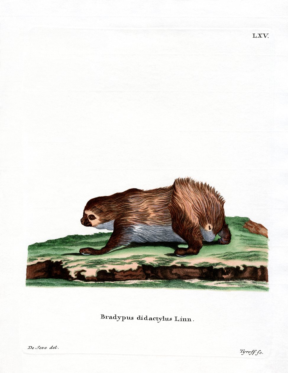 Paresseux à deux doigts de Linnaeus - German School