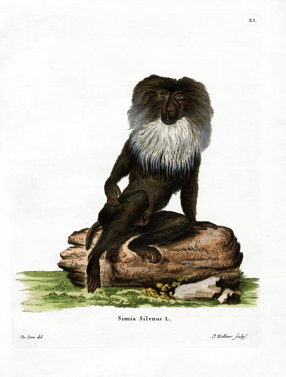 Macaque à queue de lion - German School