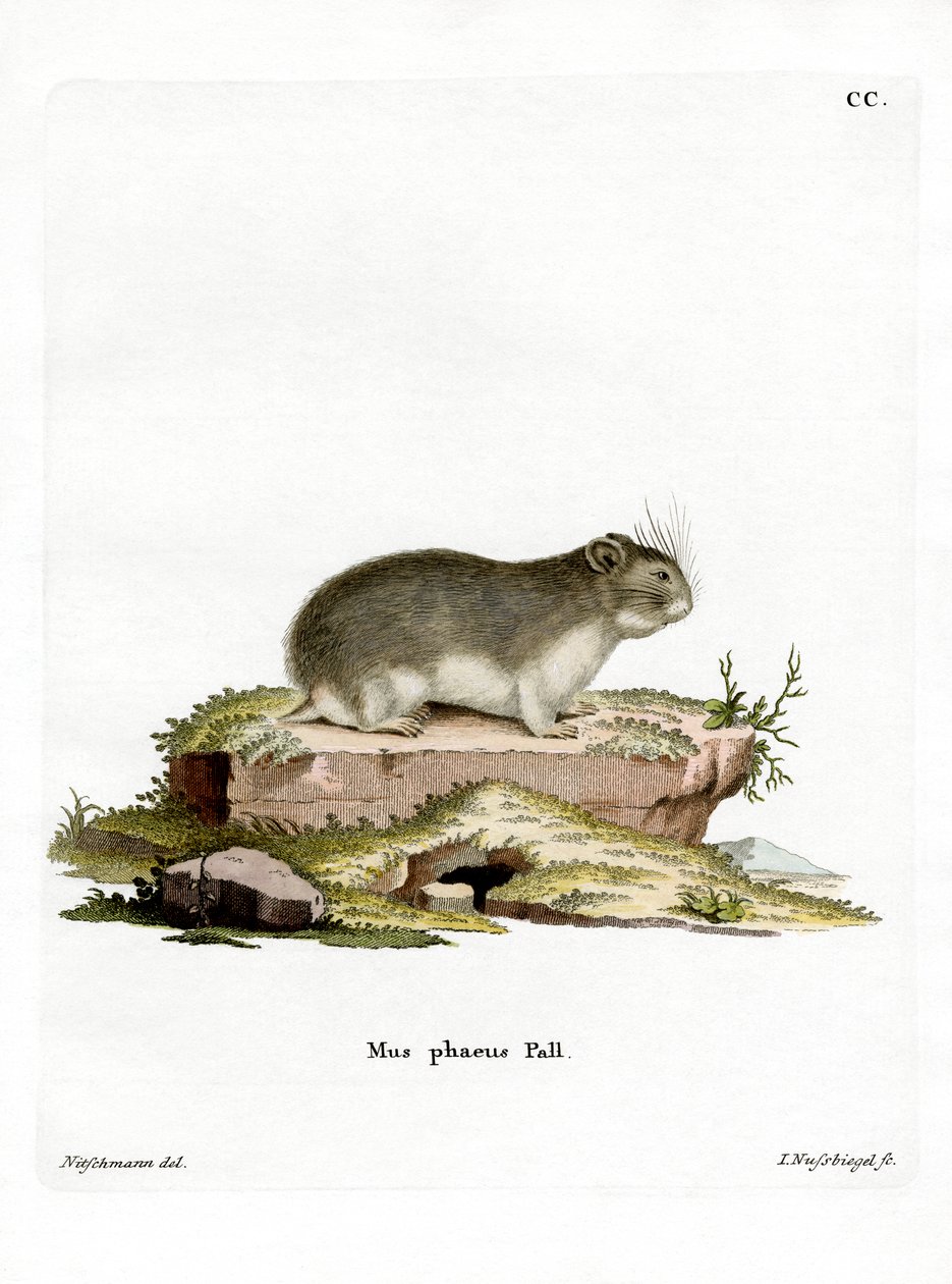 Petit hamster gris - German School