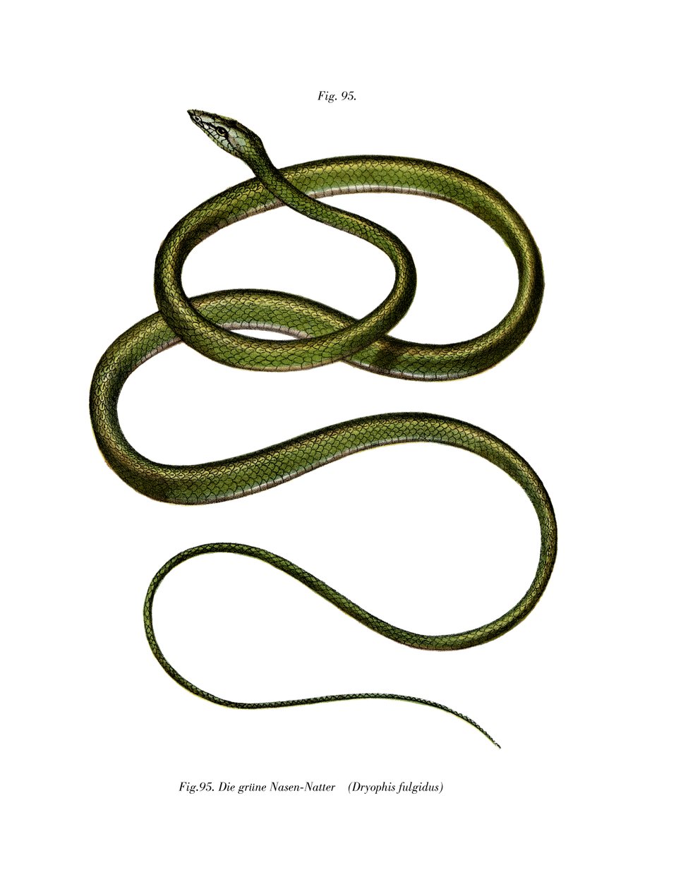 Serpent arboricole à long nez - German School